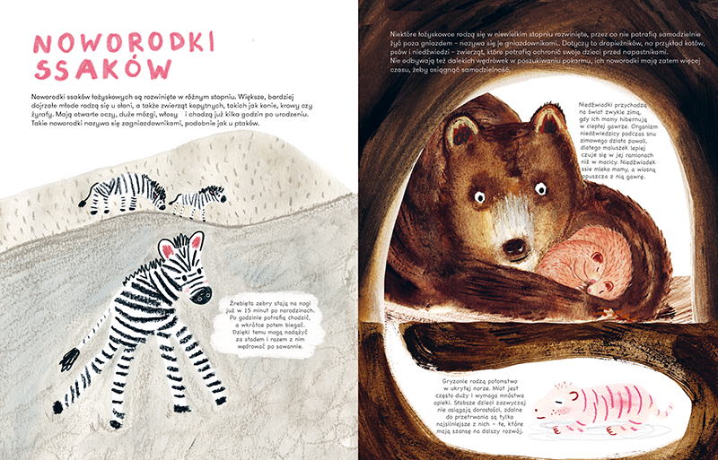 Ssaki. Jak się rozmnażają i opiekują młodymi - Wydawnictwo Kropka