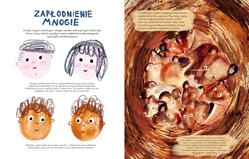 Ssaki. Jak się rozmnażają i opiekują młodymi - Wydawnictwo Kropka