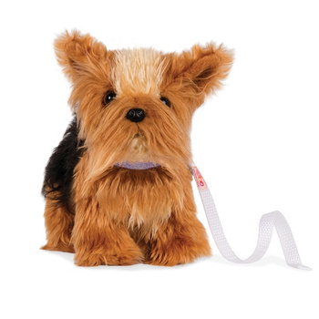 Szczeniak z regulowanymi kończynami Yorkshire Terrier