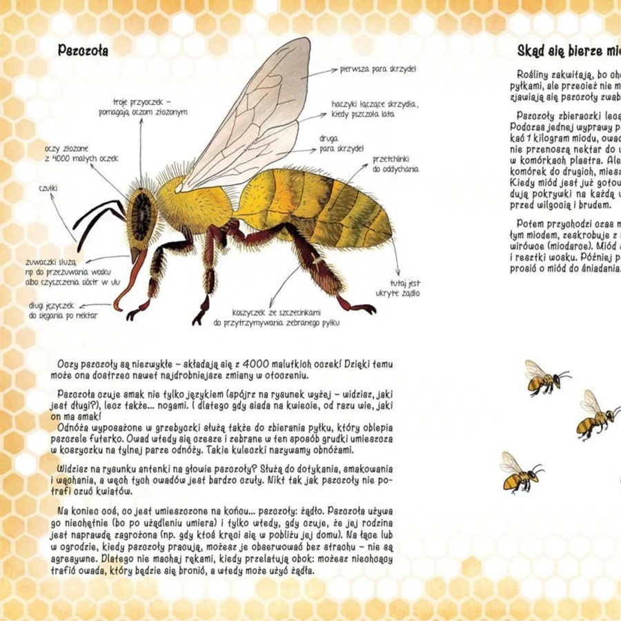Opowiem ci, mamo, skąd się bierze miód