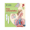 Zestaw Ciało człowieka