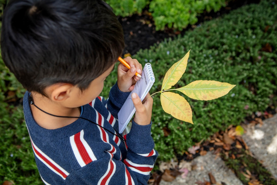 Tiger Tribe Zestaw Małego Odkrywcy - Mikroskop Tiger Tribe 