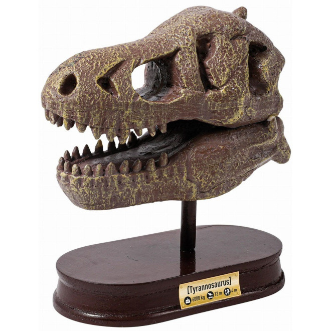 MUZEUM CZASZEK DINOZAURA TYRANOZAUR