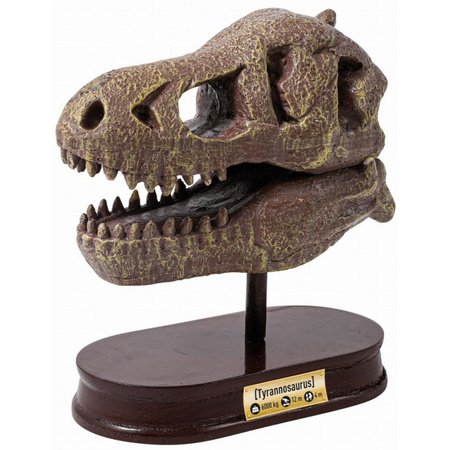 MUZEUM CZASZEK DINOZAURA TYRANOZAUR